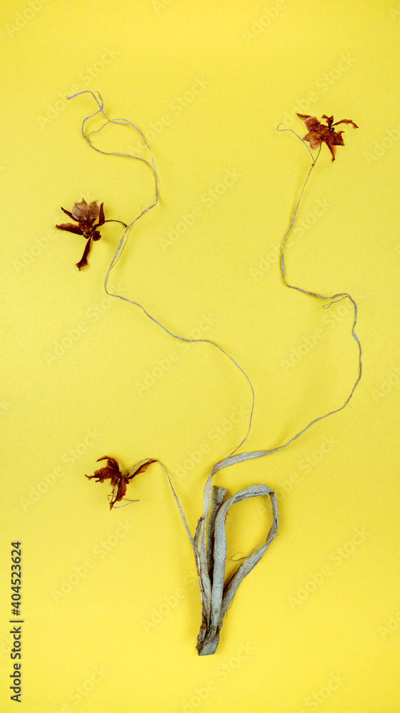 Three dried brown orchid flowers on curving thin driftwood on illuminating yellow paper.Similarity of ikebana, vertical still life,copy space.Close up pattern design,interior panel,presentation,card