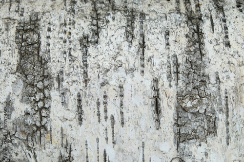 Texture structure of white and gray bark of birch tree close up, wooden background pattern © Konstantin