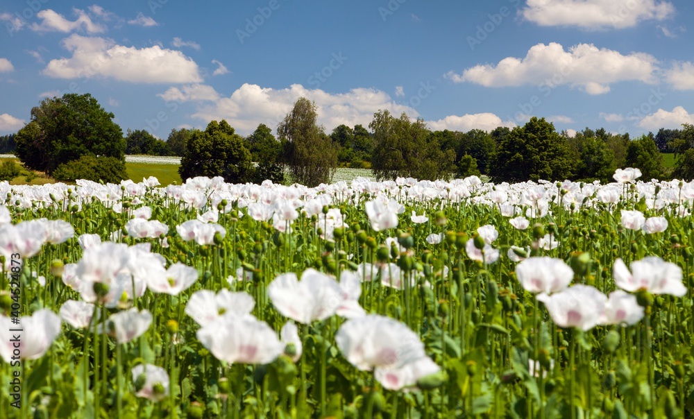 poppy field, opium poppy in latin papaver somniferum poppy field, opium poppy in latin papaver somniferum