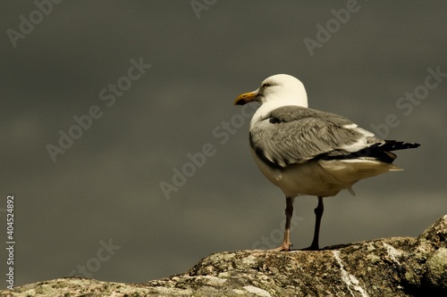 seagull on the rocks