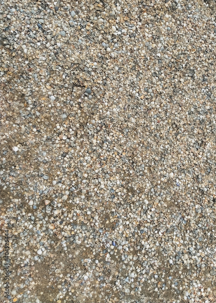 The texture of small and large, multi-colored sea shells. Photograph, top view. The texture of small and large, multi-colored sea shells. Photograph, top view.