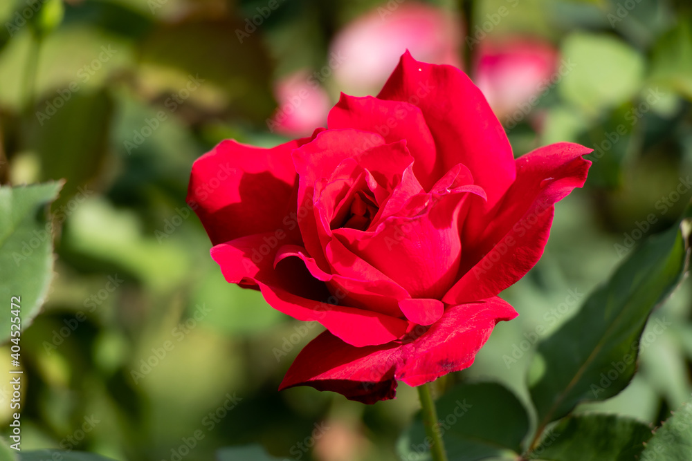 Red color rose flower on green leaf background Red color rose flower on green leaf background