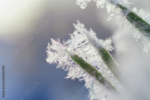 Frost and snowflakes on the green needles of a Christmas tree or pine close-up. © Olga