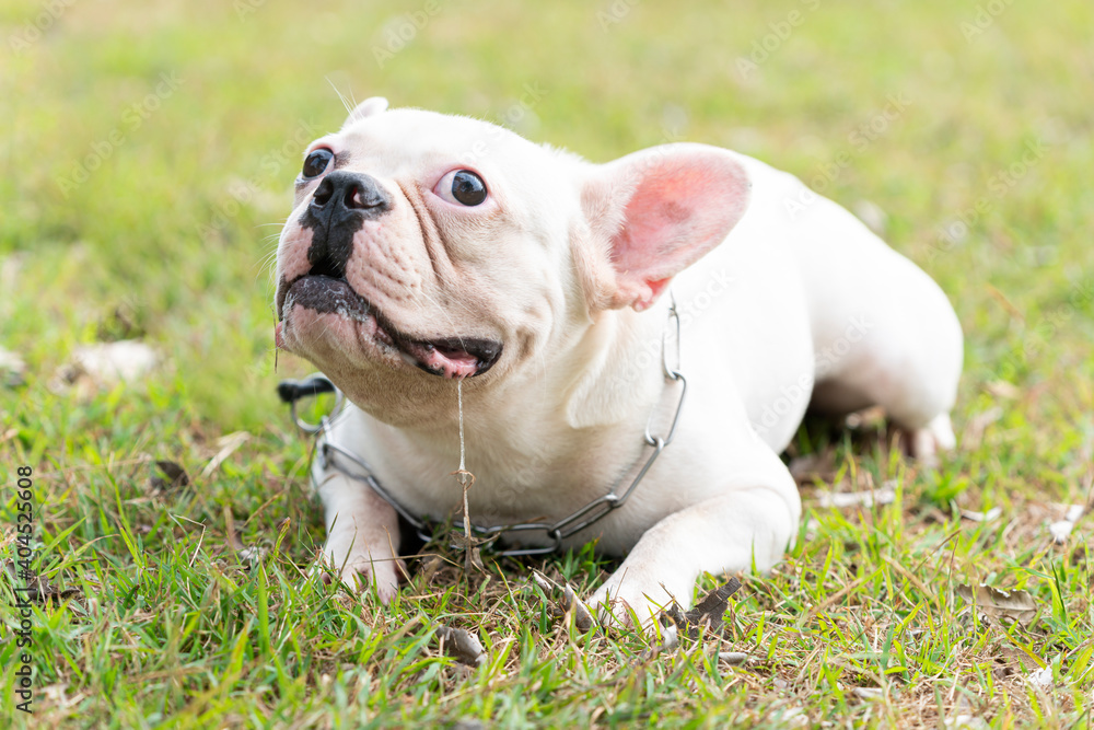 French Bull Dog Doing funny tricks in the yard.