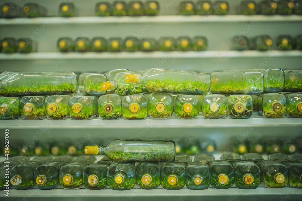 plant tissue culture. experiment of plant tissue culture in the