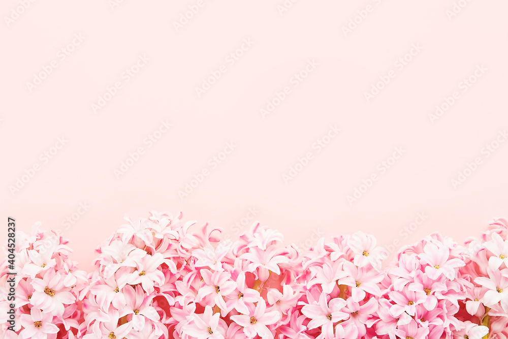 Pink Hyacinths border on a pink background. Top view, copy space Pink Hyacinths border on a pink background. Top view, copy space