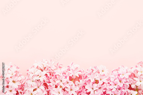 Pink Hyacinths border on a pink background. Top view, copy space