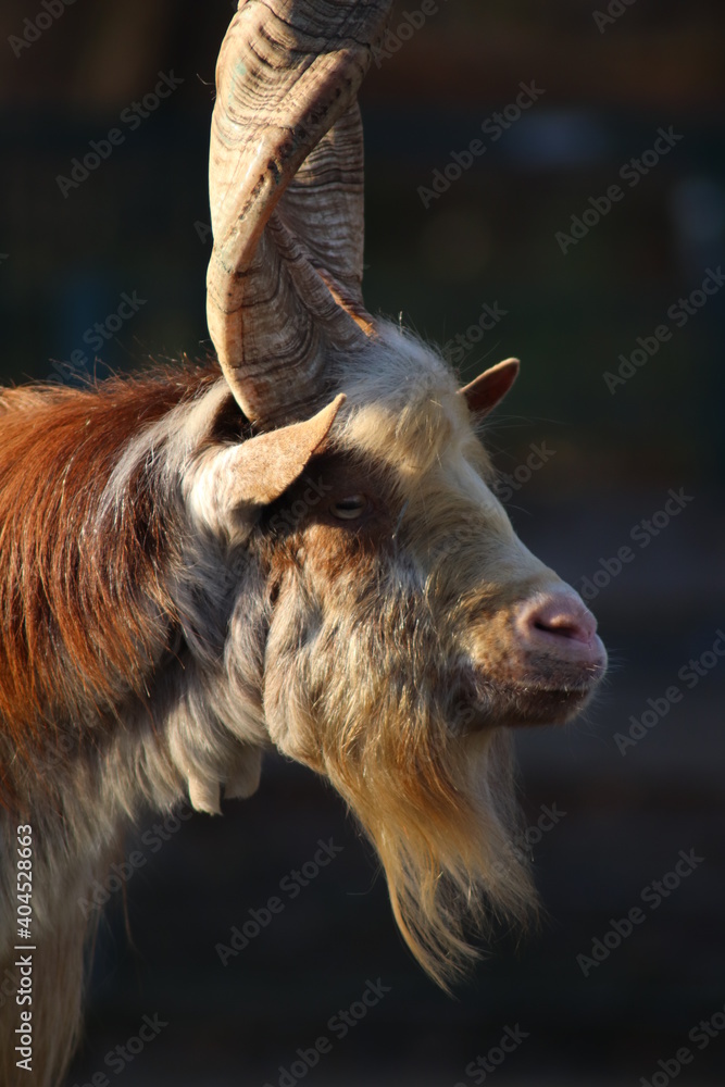 Fototapeta premium Girgentanische Hausziege