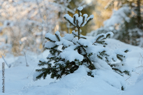 A snowy small birch tree in a winter landscape