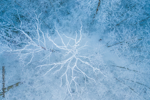 Blue background texture of a frozen forest at winter, top earial view