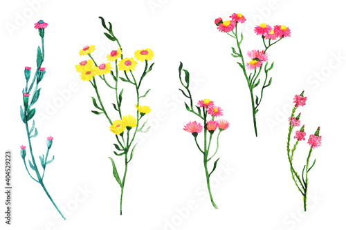 Set of meadow flowers  herbs  grass. Botanical watercolor collection isolated