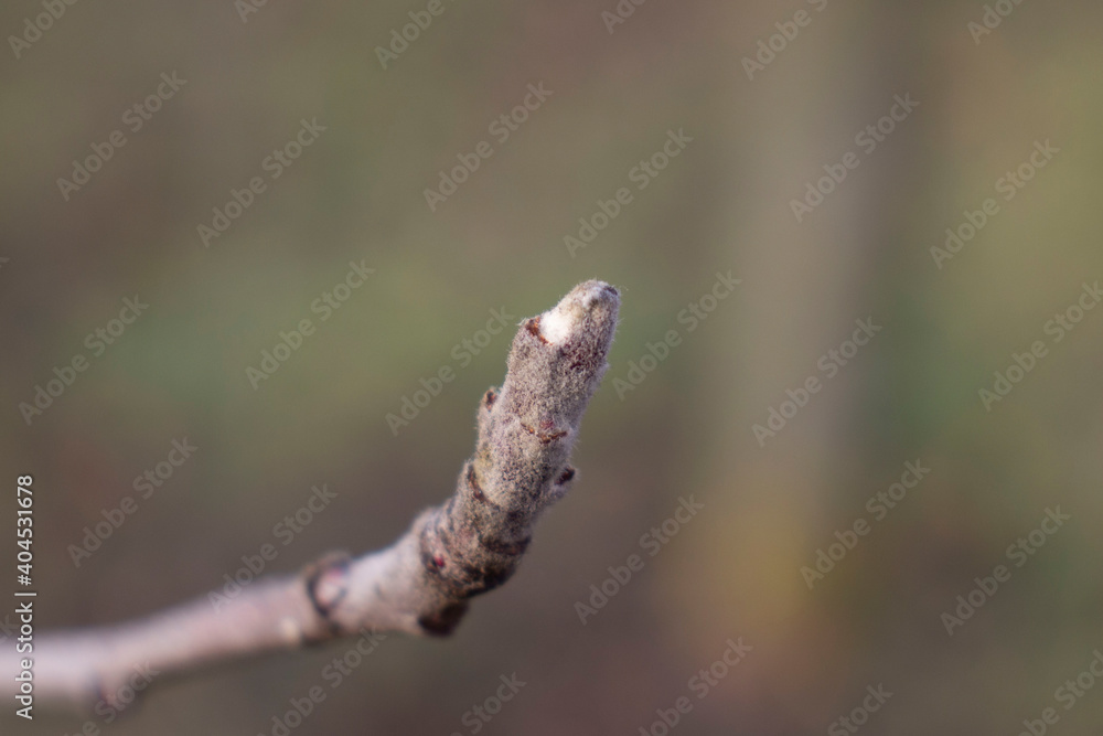 Buds from a tree in autumn. Blurred background.
