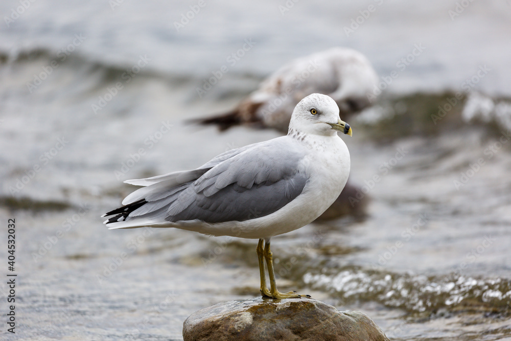 Gull standing on rock on lake shore, Whitefish Lake, Montana Gull standing on rock on lake shore, Whitefish Lake, Montana