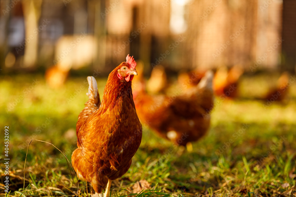 Φωτογραφία Free range organic chickens poultry in a country farm on a winter morning, germa