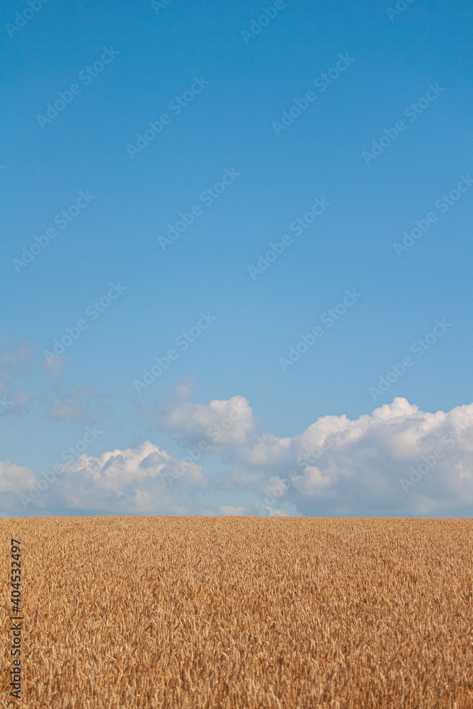 麦畑と空