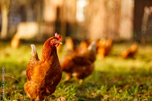 Free range organic chickens poultry in a country farm on a winter morning, germany
