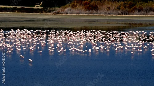Flying and walking Flamingo on Larnaca lake Cyprus. Thousand flamingo
