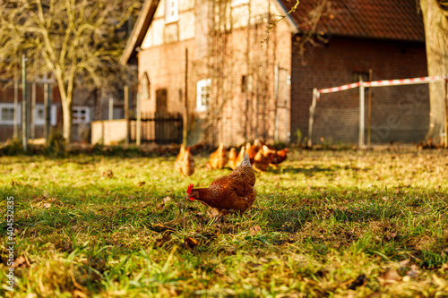 Free range organic chickens poultry in a country farm on a winter morning, germany