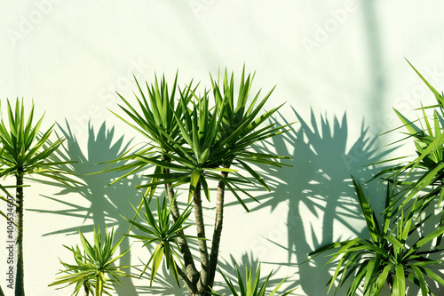Green dracaena leaves and leaf shadow against a white-green  wall.  Bright representative of the Drazenov family.