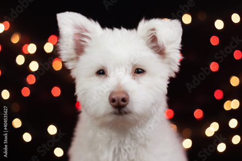 A white, fluffy, grumpy looking mixed breed dog on a black background with lights behind him. The dog is mainly Chihuahua, Japanese Spitz, and Standard Poodle. Image has a shallow depth of field. © Erin Cadigan