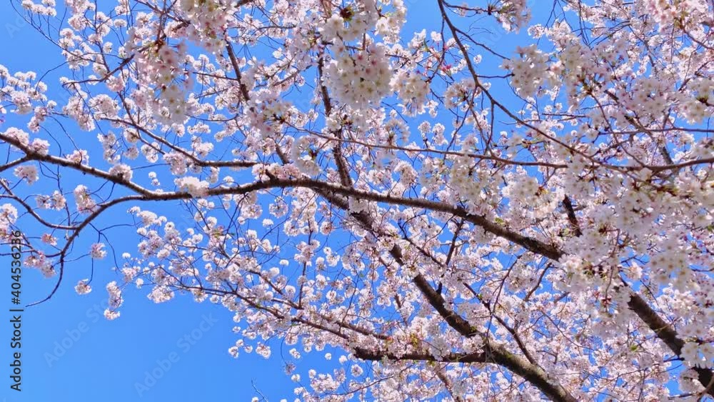 風に揺れる満開の桜 背景に青空 下にパン ソメイヨシノ 日本の春 風に揺れる満開の桜 背景に青空 下にパン ソメイヨシノ 日本の春