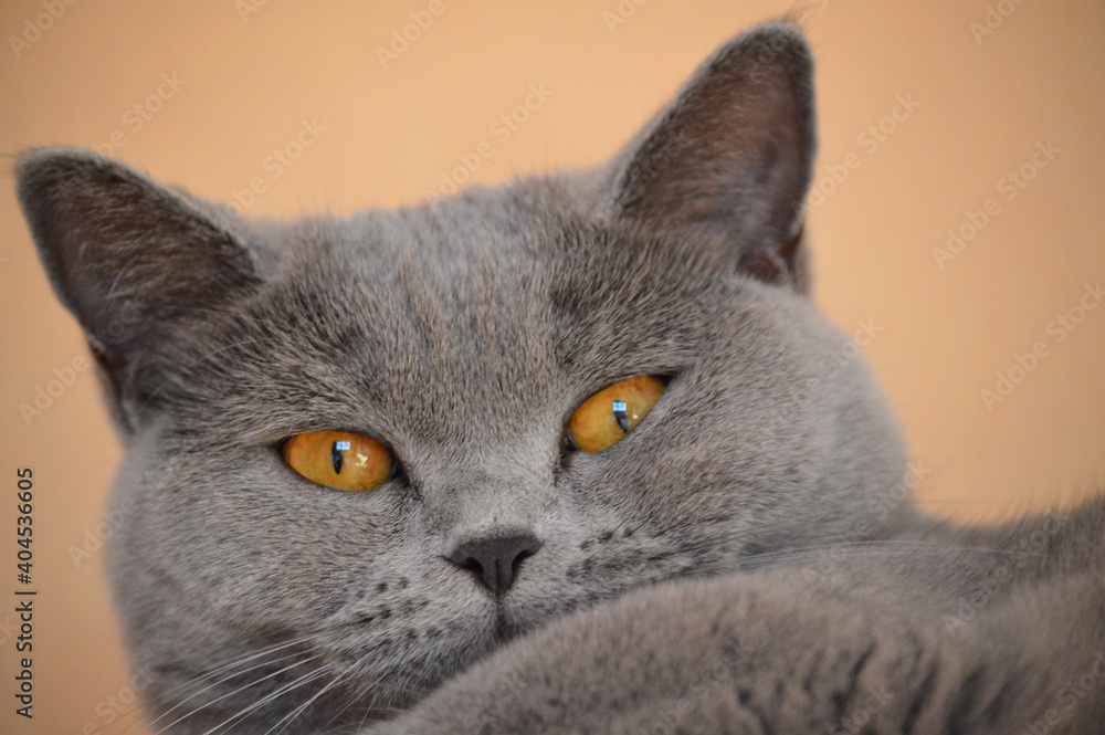 grey cat
british cat