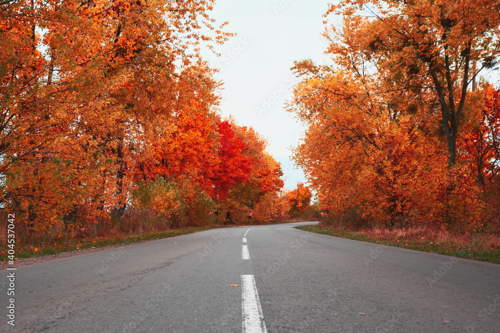 Empty asphalt road through autumn forest. Nature autumn background