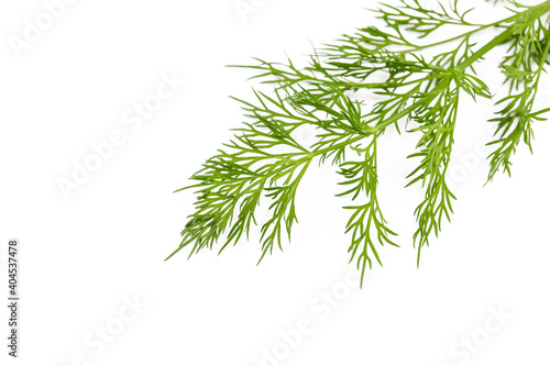 Fresh green dill on a white background