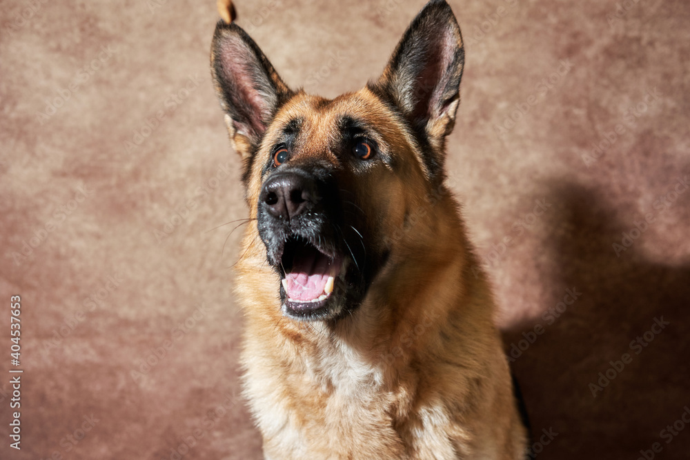 German shepherd catches food on brown studio background. Adorable pet dog eats dry food and poses. Emotional shots with close up portrait of dog. German shepherd catches food on brown studio background. Adorable pet dog eats dry food and poses. Emotional shots with close up portrait of dog.