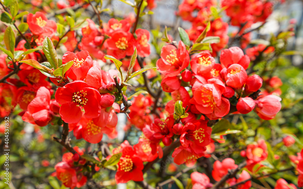 Japan quince in bloom stock photo. Close-up red flowers Japan quince (Chaenomeles japonica) in sunny day