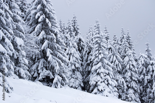 winter forest landscape with white snow. snowy secret path to the middle of the woods. view on charming winter landscape with snowy pine trees. photo