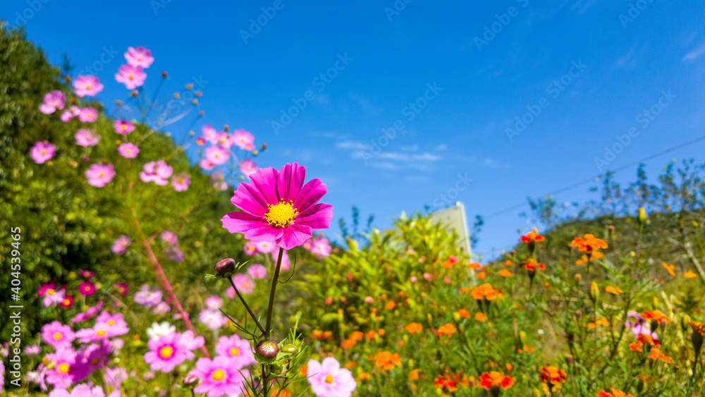 cosmos flowers blooming in the sky against a blue sky