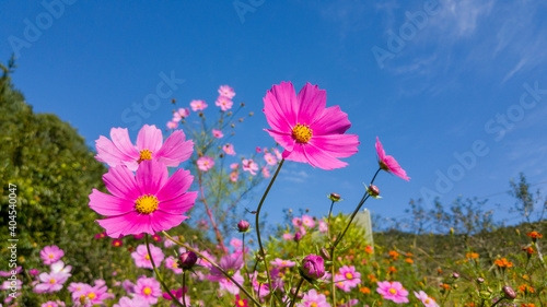 Fototapeta Naklejka Na Ścianę i Meble -  cosmos flowers blooming in the sky against a blue sky