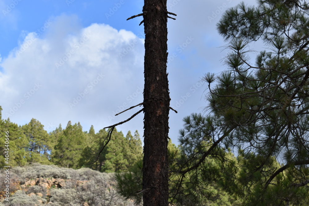 Fototapeta premium Un día de paseo en el bosque, disfrutando de las bellezas de la naturaleza.