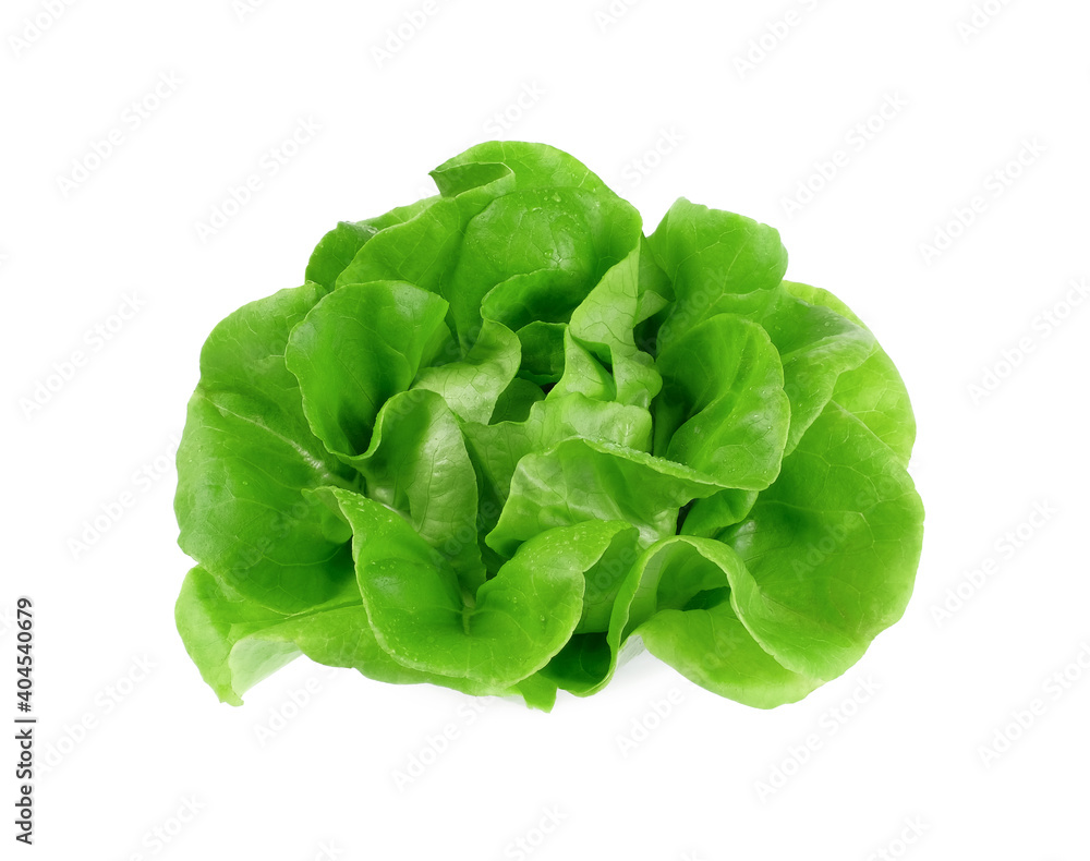 green butter lettuce with water drop isolated on white background green butter lettuce with water drop isolated on white background