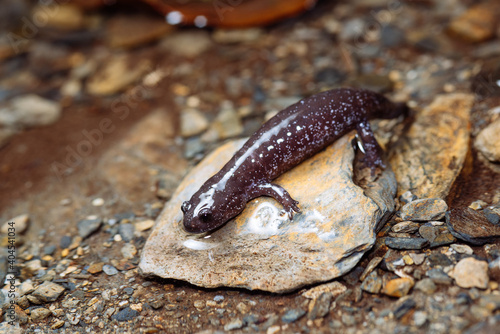 Hynobius fucus 


Species unique to Taiwan