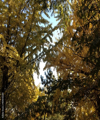 Beautiful view of the Marple colourful tress and the blue sky