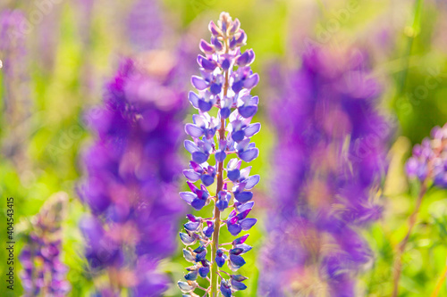 Beautiful blooming lupine flowers in spring time. Field of lupines plants background. Violet wild spring and summer flowers. Gentle warm soft colors selective focus  blurred background