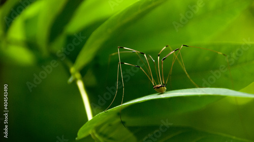 Daddy longlegs common spider crawling on bright green leaf photo