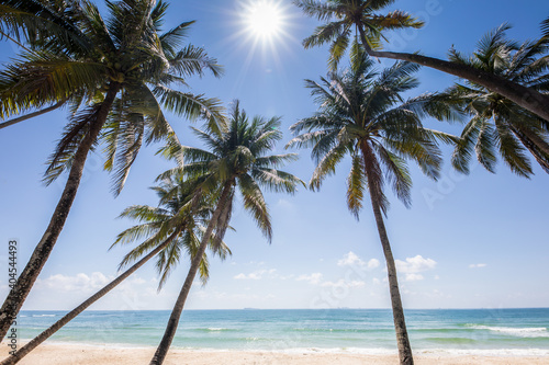 Fototapeta Naklejka Na Ścianę i Meble -  Coconut tree standing on beach under clear sky at Tropicana country
