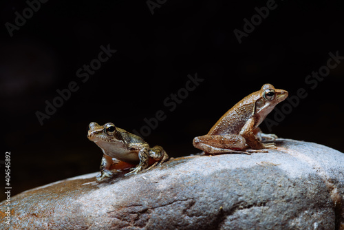 Rana sauteri Boulenger, 1909
Sauter's frog
An animal unique to Taiwan
