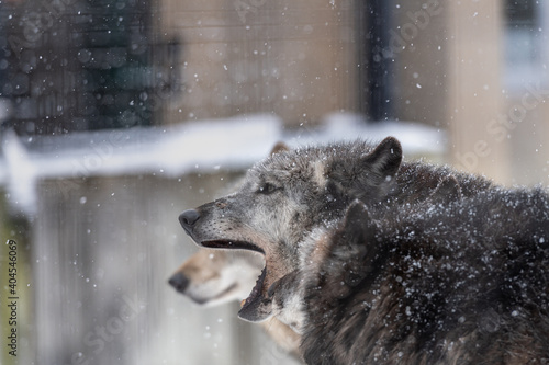 冬の動物園のオオカミ 北海道旭川市
