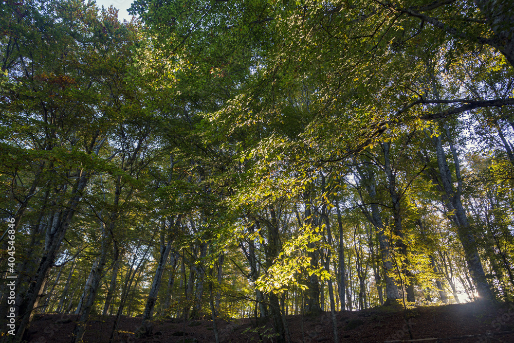 Fototapeta premium Beech Tree Soriano in The Cimino in Viterbo. The woods in autumn. Colors and a beautiful landscape