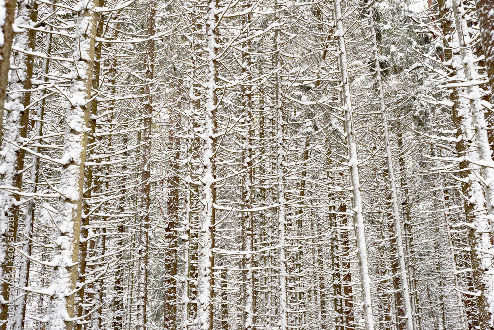 Obraz premium M.L.A. Stock