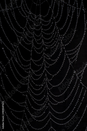 macro photography of cobweb covered in water drops on black background