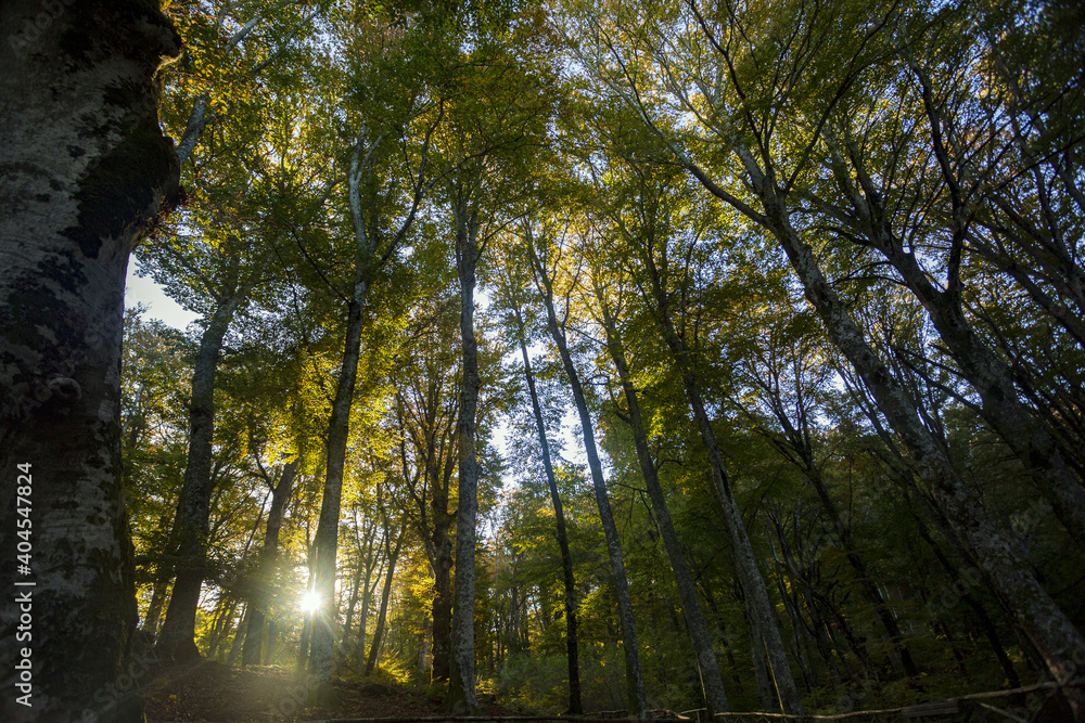Obraz premium Beech Tree Soriano in The Cimino in Viterbo. The woods in autumn. Colors and a beautiful landscape