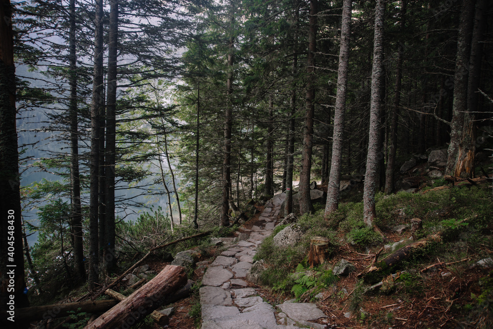 Fototapeta premium path in the forest