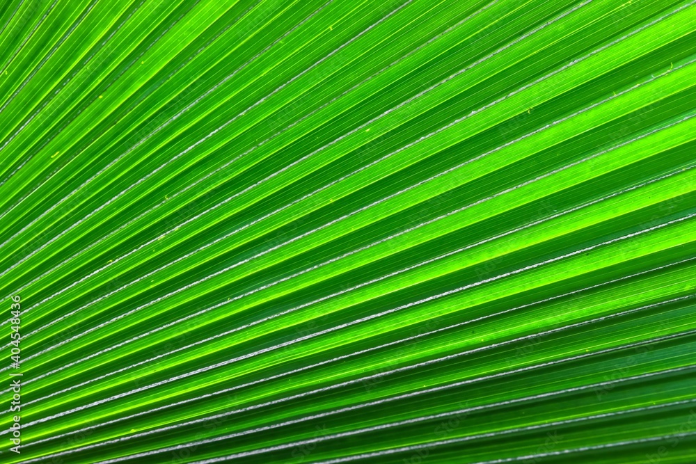 palm leaf background palm leaf background