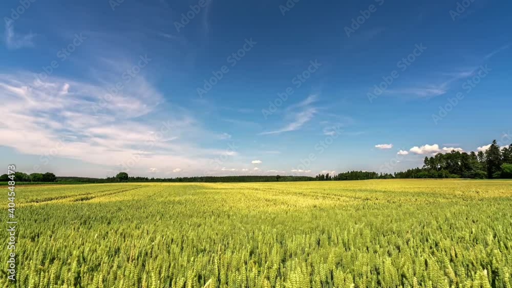 Ripe wheat field and cirrus clouds in blue sky, time-lapse Ripe wheat field and cirrus clouds in blue sky, time-lapse