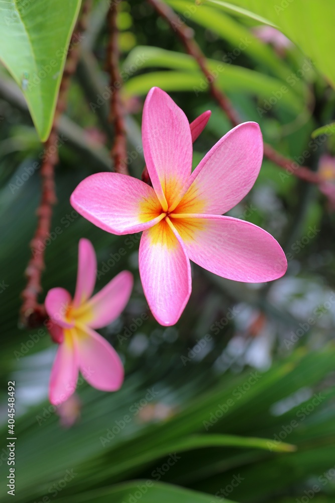 pink frangipani flower pink frangipani flower